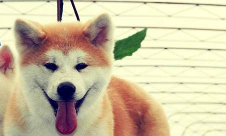 柴犬和秋田犬哪個(gè)好養(yǎng)