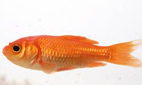 12種最適合懶人養(yǎng)的魚