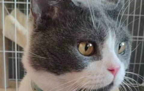 貓瘟不治療可以好嗎