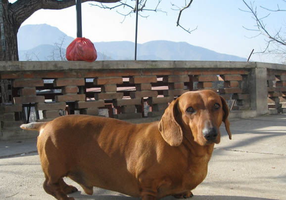 臘腸犬可以吃人類的什么食物