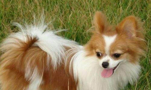 蝴蝶犬鼻子發熱的原因及處理方法