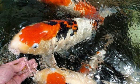 魚鰭邊緣黑了是怎么回事