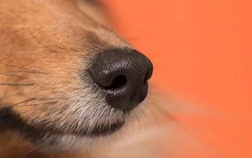 狗狗一直在咳嗽