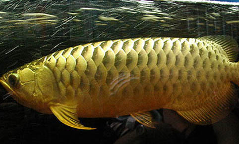 為什么釣鯽魚(yú)主線不能太大