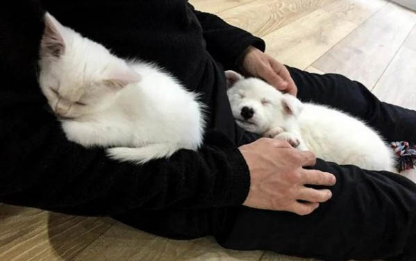 狗狗不吃東西還嘔吐是怎么回事