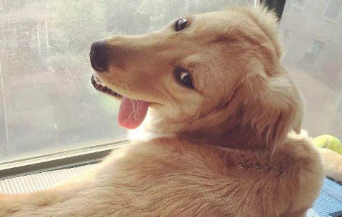 金毛犬用多大的狗籠