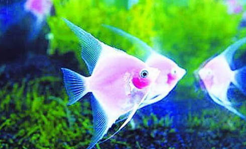 七彩神仙魚黑死病治療