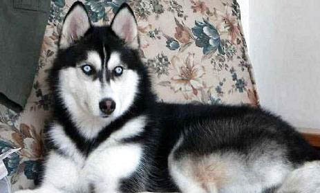 哈士奇是哪個國家的犬