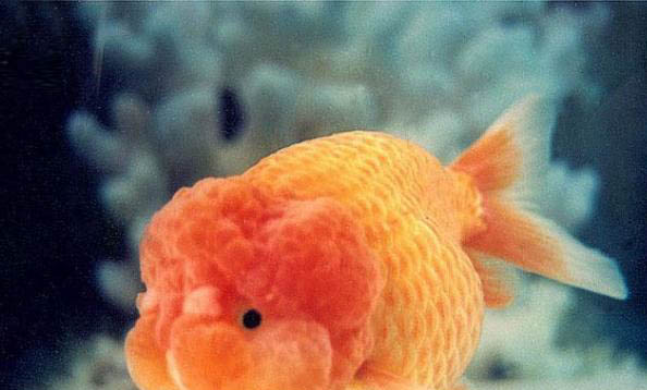 金魚多久要換一次水
