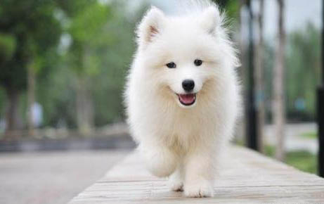 狗狗下犬式是肚子疼嗎