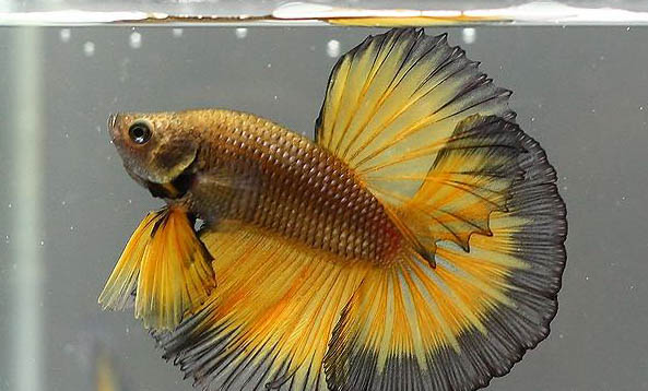 斗魚繁殖需要什么條件