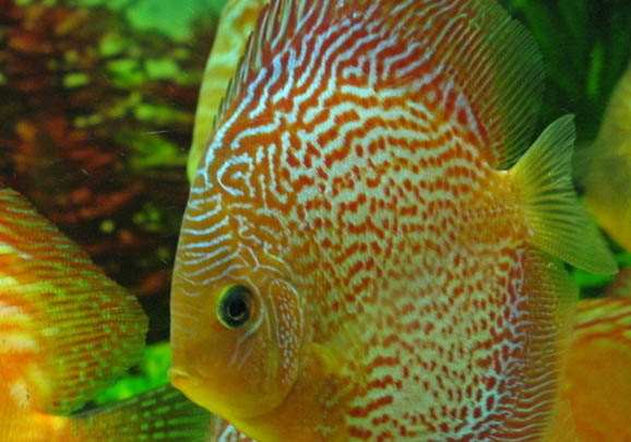 如何繁殖孔雀魚