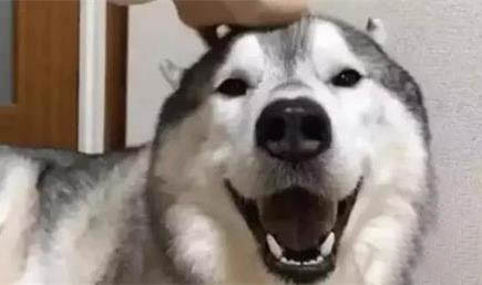 狗狗拉蟲子是驅蟲成功嗎