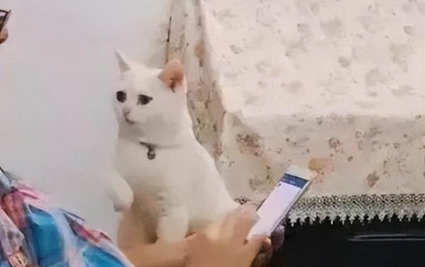 貓不吃不喝不動的原因