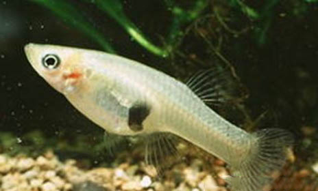 為什么單魚要養雙魚?