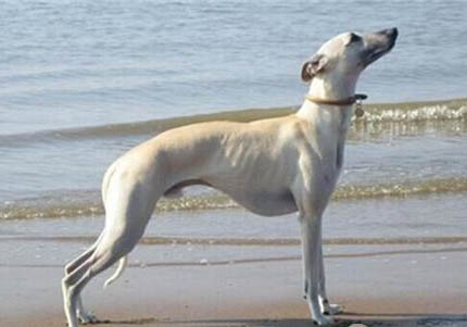 惠比特犬口吐白沫的原因及處理方法