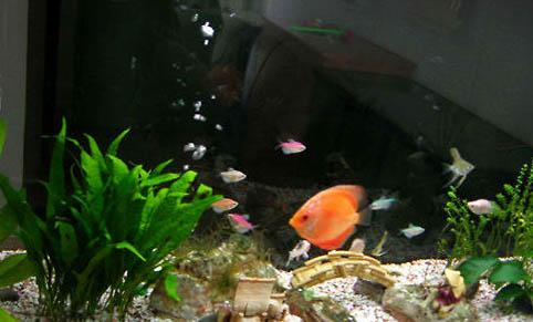 海水觀賞魚的飼養過程中需要注意哪些