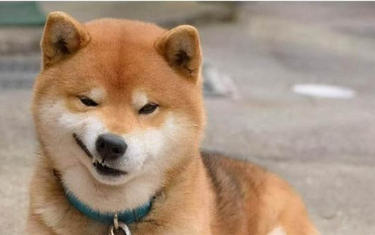 狗狗四腳朝天扭動的原因及處理方法