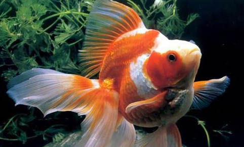 1米2魚(yú)缸要多久換一次水