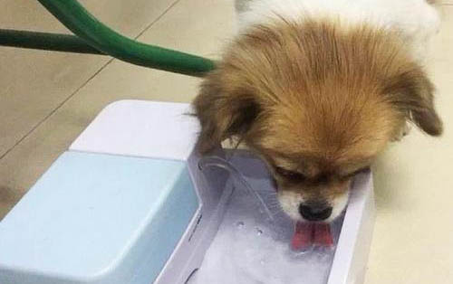 狗狗身上有蜱蟲會有哪些癥狀