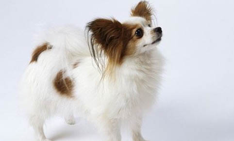 蝴蝶犬幼犬幾個月褪毛