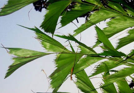 怎么判斷魚的公母