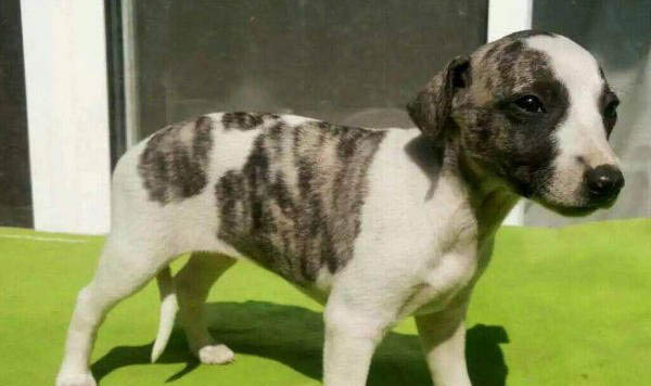 惠比特犬的飼養(yǎng)要點(diǎn)有哪些