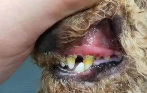 狗狗生病了不吃飯還吐怎么辦
