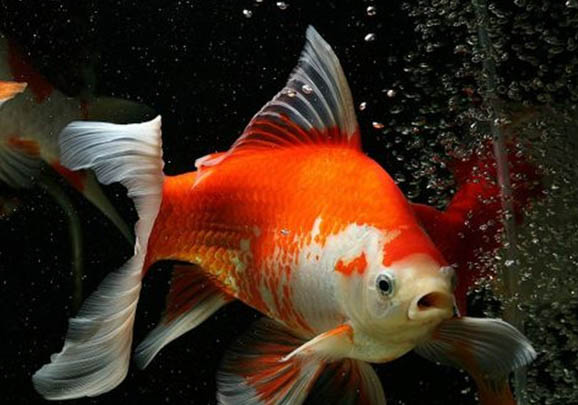 金魚和錦鯉的放養密度有哪些不同