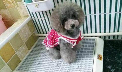 狗狗為什么突然沒有胃口吃東西