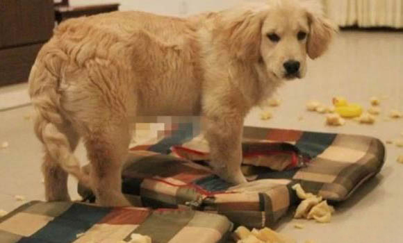 狗狗拉稀是什么原因及處理方法