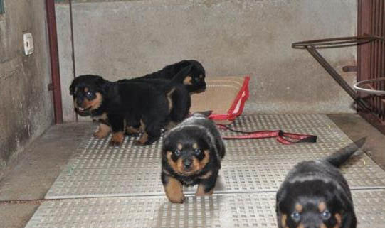 如何讓幼犬停止亂叫