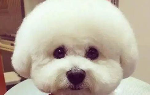 和狗狗一起玩的游戲有哪些
