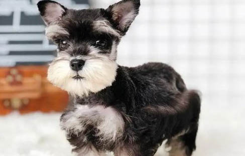 雪納瑞幼犬多少錢一只