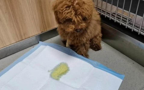 怎樣訓練狗狗定點排泄