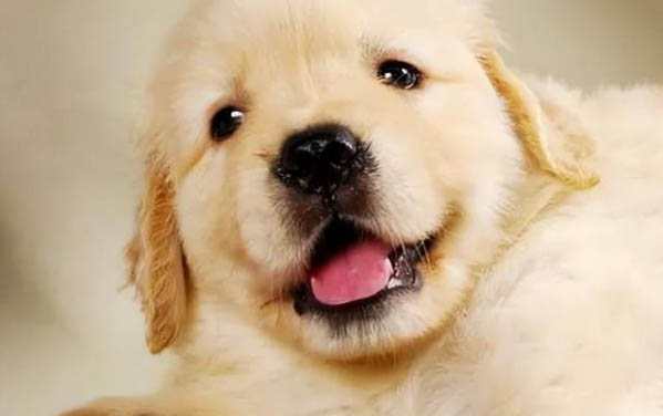 金毛犬和拉布拉多犬哪個好