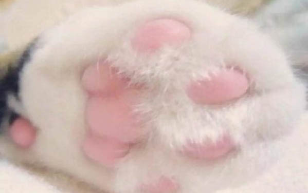 怎么樣可以讓貓不叫