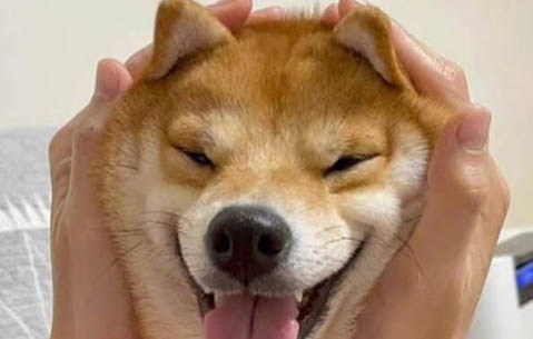 狗狗皮膚病有哪些表現