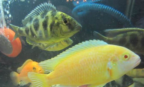 釣鯽魚一般用幾號線