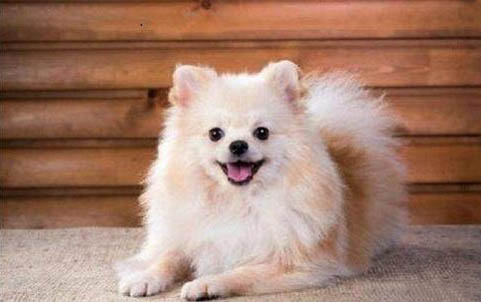 懷孕狗吃生雞蛋