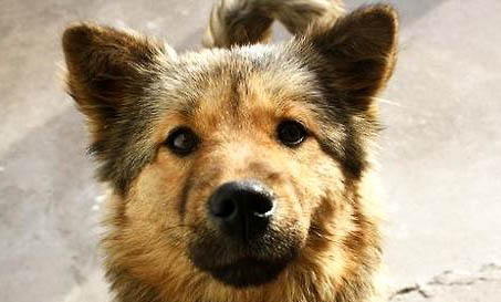 中華田園犬多少錢一只幼犬