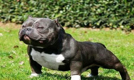 美國惡霸犬例假15天可以洗澡嗎
