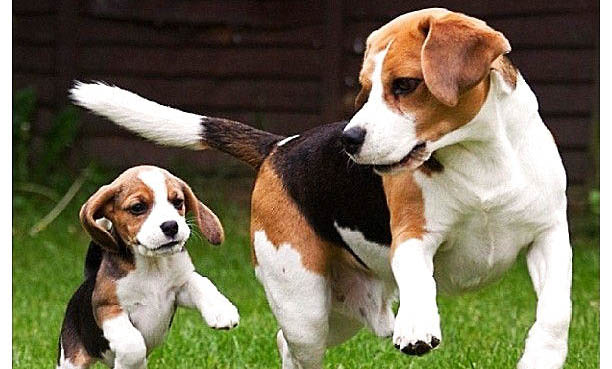 比格犬冠狀病毒愈后注意事項