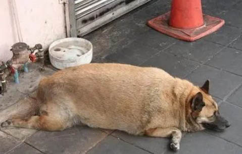 狗狗出門回來后怎么擦爪子