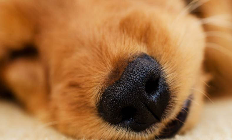 怎么教狗不在家拉屎
