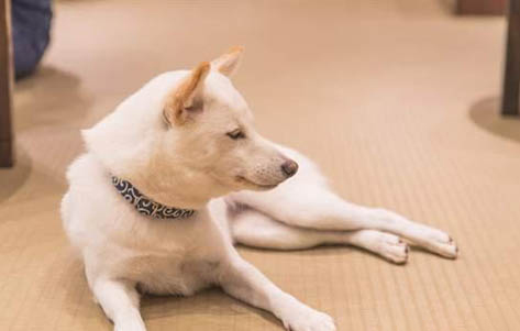 柴犬價格多少錢一只