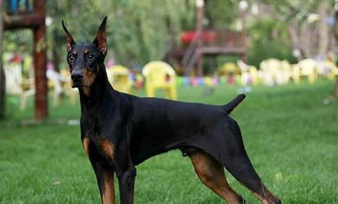 杜賓犬的壽命一般是多久