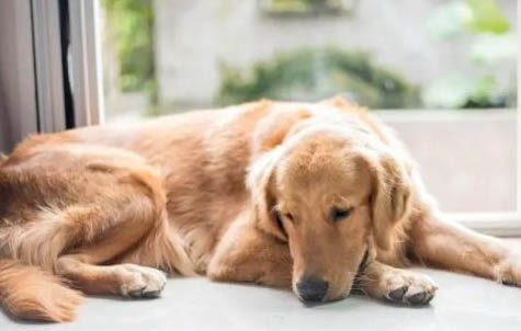 寵物犬止痛藥有哪些