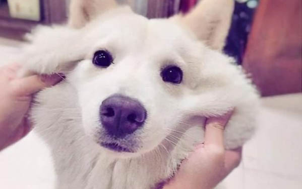 三個月的狗可以體外驅蟲嗎