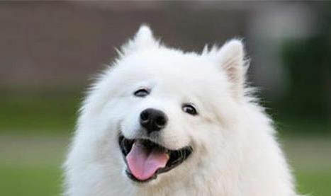 狗狗能吃芒果干嗎